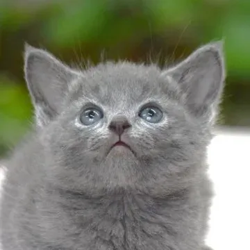 【厳選】猫 ブリーダー 大阪 ロシアン ブルー：理想の子猫と出会う秘訣